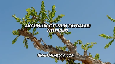 Akgünlük Otunun Faydaları Nelerdir?