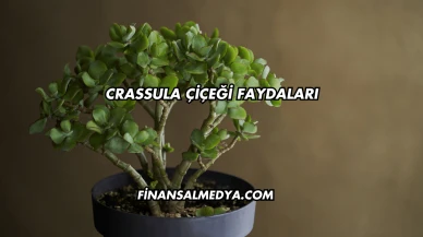 Crassula Çiçeği Faydaları