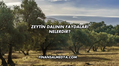 Zeytin Dalının Faydaları Nelerdir?