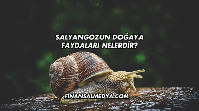 Salyangozun Doğaya Faydaları Nelerdir?