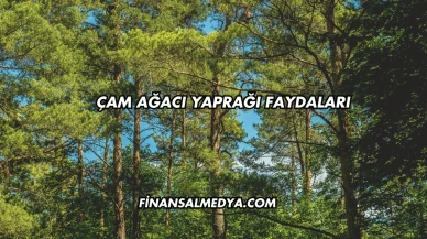 Çam Ağacı Yaprağı Faydaları