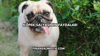Köpek Salyasının Faydaları