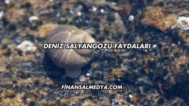 Deniz Salyangozu Faydaları