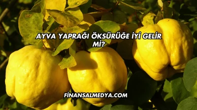 Ayva Yaprağı Öksürüğe İyi Gelir mi?