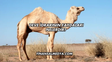 Deve İdrarının Faydaları Nelerdir?