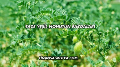 Taze Yeşil Nohutun Faydaları
