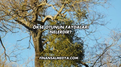 Ökse Otunun Faydaları Nelerdir?