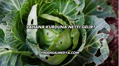 Lahana Kurduna Ne İyi Gelir?
