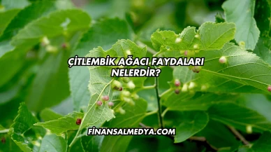 Çitlembik Ağacı Faydaları Nelerdir?