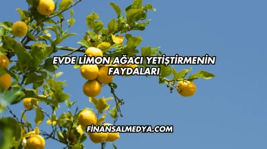 Evde Limon Ağacı Yetiştirmenin Faydaları