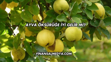Ayva Öksürüğe İyi Gelir mi?