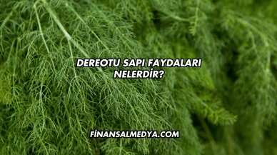 Dereotu Sapı Faydaları Nelerdir?