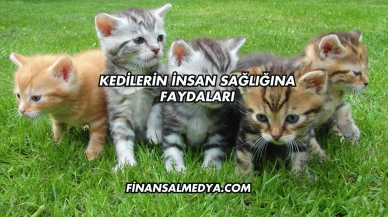 Kedilerin İnsan Sağlığına Faydaları