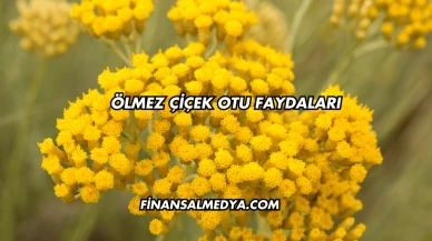 Ölmez Çiçek Otu Faydaları