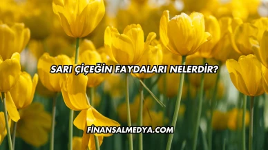 Sarı Çiçeğin Faydaları Nelerdir?