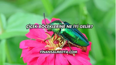 Çiçek Böceklerine Ne İyi Gelir?