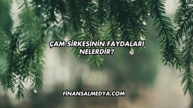 Çam Sirkesinin Faydaları Nelerdir?