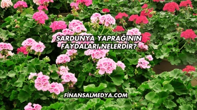Sardunya Yaprağının Faydaları Nelerdir?