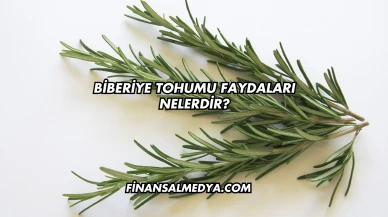 Biberiye Tohumu Faydaları Nelerdir?