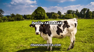 İneğin Faydaları