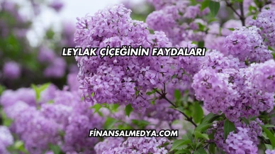 Leylak Çiçeğinin Faydaları