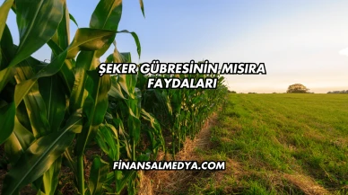 Şeker Gübresinin Mısıra Faydaları