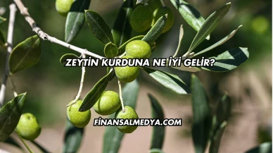 Zeytin Kurduna Ne İyi Gelir?