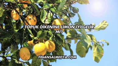 Topuk Dikenine Limon İyi Gelir mi?