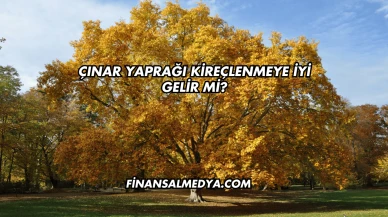 Çınar Yaprağı Kireçlenmeye İyi Gelir mi?