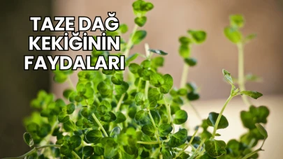Taze Dağ Kekiğinin Faydaları