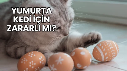 Yumurta Kedi İçin Zararlı mı?