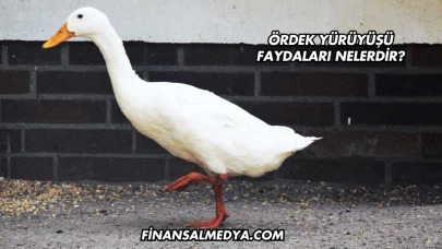 Ördek Yürüyüşü Faydaları Nelerdir?