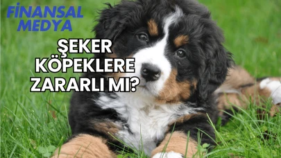 Şeker Köpeklere Zararlı mı?