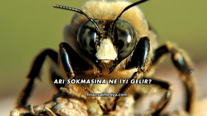 Arı Sokmasına Ne İyi Gelir?