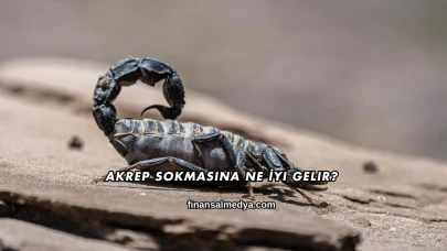 Akrep Sokmasına Ne İyi Gelir?