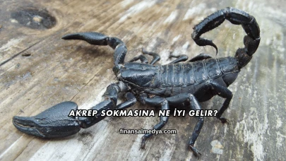 Akrep Sokmasına Ne İyi Gelir?