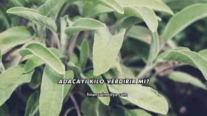 Adaçayı Kilo Verdirir mi?