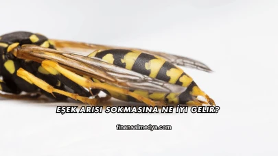 Eşek Arısı Sokmasına Ne İyi Gelir?