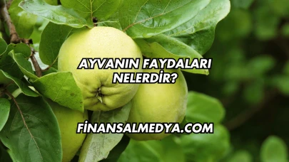 Ayvanın Faydaları Nelerdir?