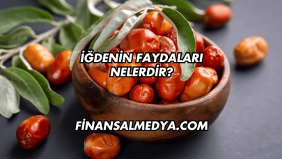 İğdenin Faydaları Nelerdir?