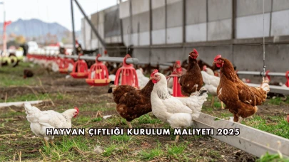 Hayvan Çiftliği Kurulum Maliyeti 2025