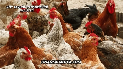Köy Tavuğu Yetiştiriciliği Maliyeti