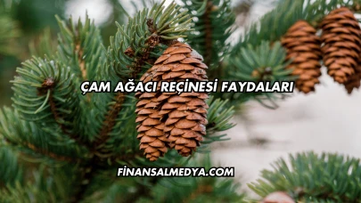 Çam Ağacı Reçinesi Faydaları