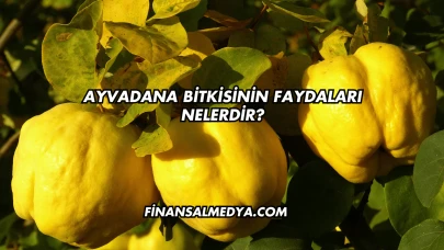 Ayvadana Bitkisinin Faydaları Nelerdir?