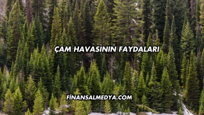 Çam Havasının Faydaları