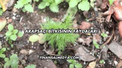 Arapsaçı Bitkisinin Faydaları