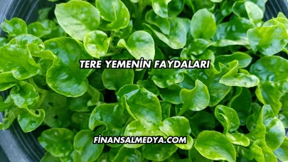 Tere Yemenin Faydaları