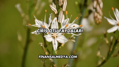 Çiriş Otu Faydaları