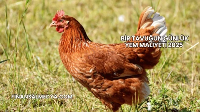 Bir Tavuğun Günlük Yem Maliyeti 2025