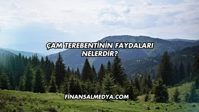 Çam Terebentinin Faydaları Nelerdir?
